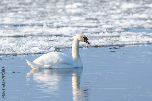 The white swan on the Vistula river in winter. Poland.