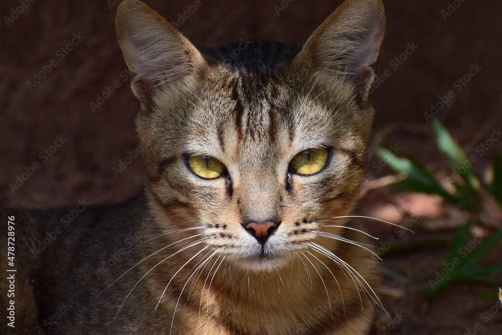 portrait face view of a wild cat
