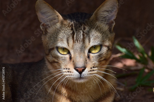 portrait face view of a wild cat