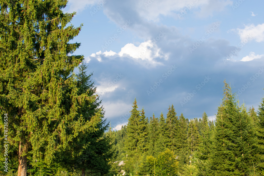 A fir forest landscape from the Fairies Garden, Borsec, Romania
