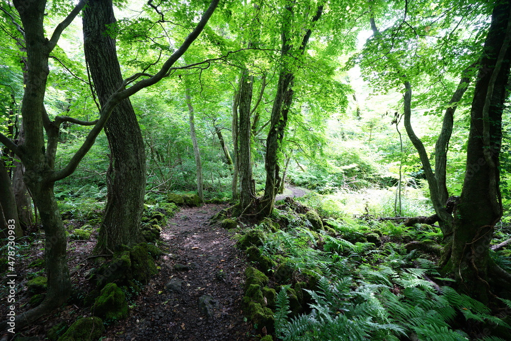 Fototapeta premium a refreshing spring forest in the sunlight
