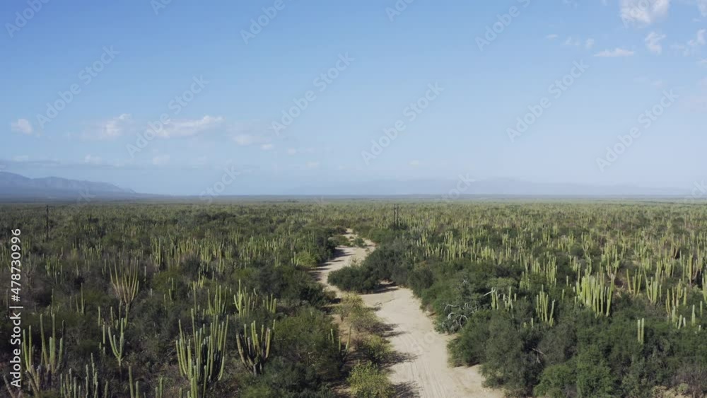 Beautiful Mexican desert with Saguaro Cactus and a hiking path in sun Beautiful Mexican desert with Saguaro Cactus and a hiking path in sun