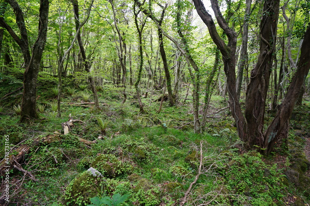 Fototapeta premium fern and moss in the spring forest