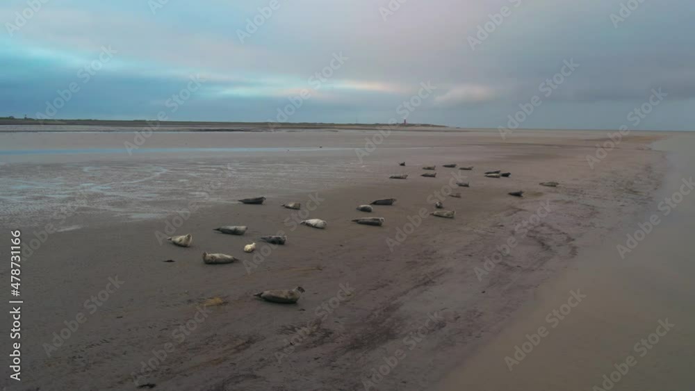 Aerial View Of Group Grey Seals Relaxing On Beach At Texel Island. Slow Dolly Forward, Tilt Down Aerial View Of Group Grey Seals Relaxing On Beach At Texel Island. Slow Dolly Forward, Tilt Down