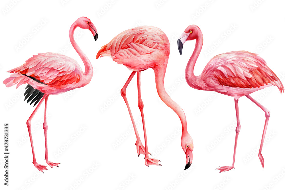 Naklejka premium Set flamingos, tropical birds on white background. Watercolor pink flamingo