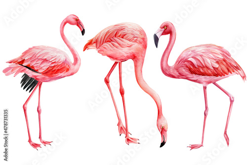 Set flamingos  tropical birds on white background. Watercolor pink flamingo