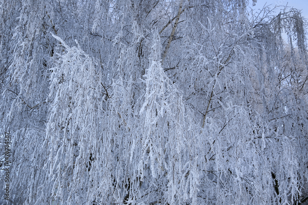 Obraz premium Beautiful branches of birch trees covered with snow and hoarfrost