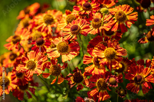 Glade of perennial plants in the sun.