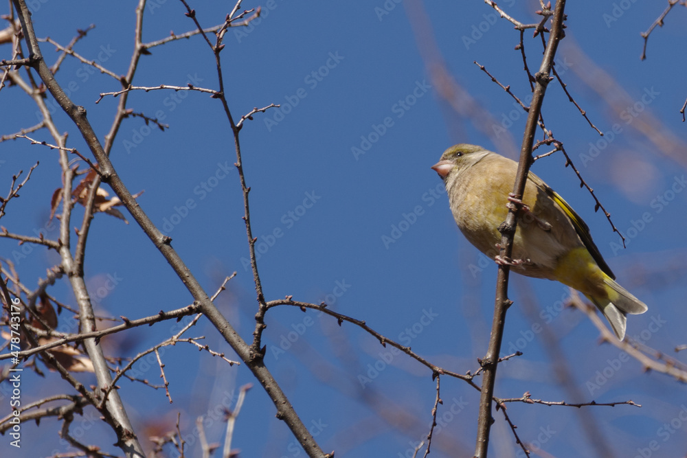 カワラヒワの群れ 東京、新宿御苑での野鳥の風景 カワラヒワの群れ 東京、新宿御苑での野鳥の風景