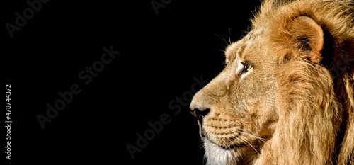 African male lion Baner   Panorama wildlife animal isolated black white