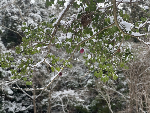 snow covered branches