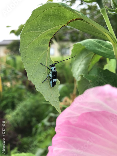 spider on a leaf