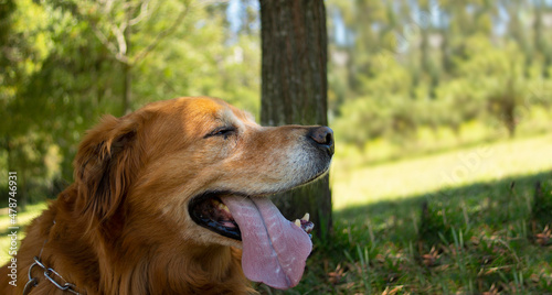 Fototapeta Naklejka Na Ścianę i Meble -  Close up on the head of a Golden Retriever dog resting alone sitting in the middle of a park surrounded by trees and green grass on a sunny morning