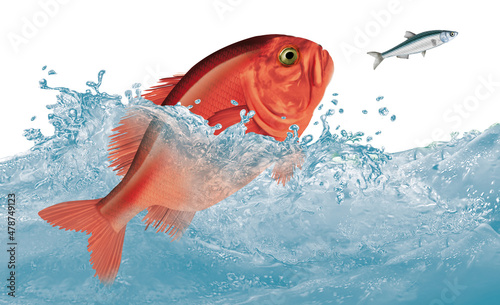 poisson  empereur   eau  animal  isol    mer  or  aquarium  p  che  blanc  vecteur  nature  illustration  oc  an  animal de compagnie  orange  ailette  sous-marin  dessin anim    bleu  tropical  aquatique