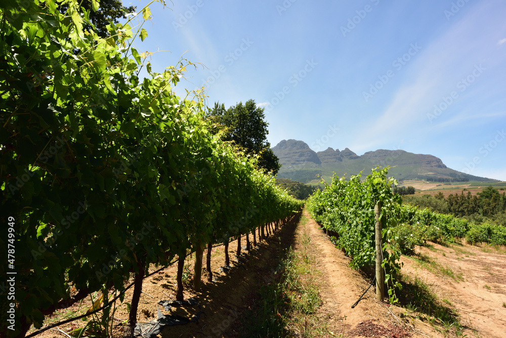 Early summer grapevines against Helderberg Mountain with striking cloud lines in a blue sky