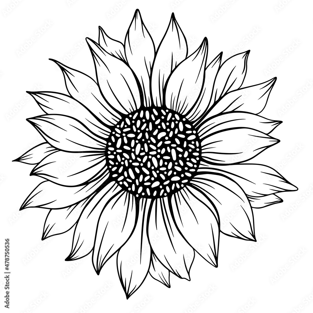 Sunflower Outline, Sunflower Line Art, Floral Line Drawing, black and white sunflowers vector illustration