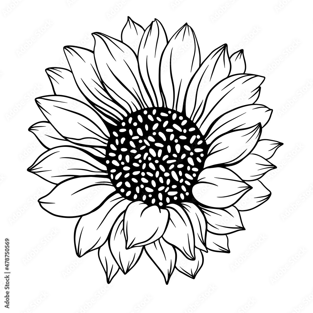 Sunflower Outline, Sunflower Line Art, Floral Line Drawing, black and ...