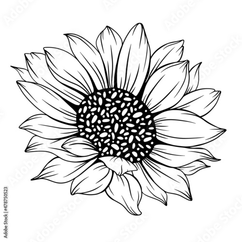 Sunflower Outline, Sunflower Line Art, Floral Line Drawing, black and white sunflowers vector illustration