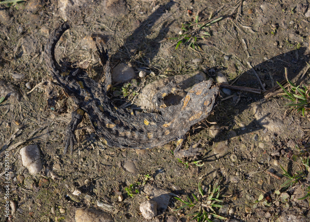 A crushed dead salamander on the natural surface. Concept of ecology and animal protection. A crushed dead salamander on the natural surface. Concept of ecology and animal protection.