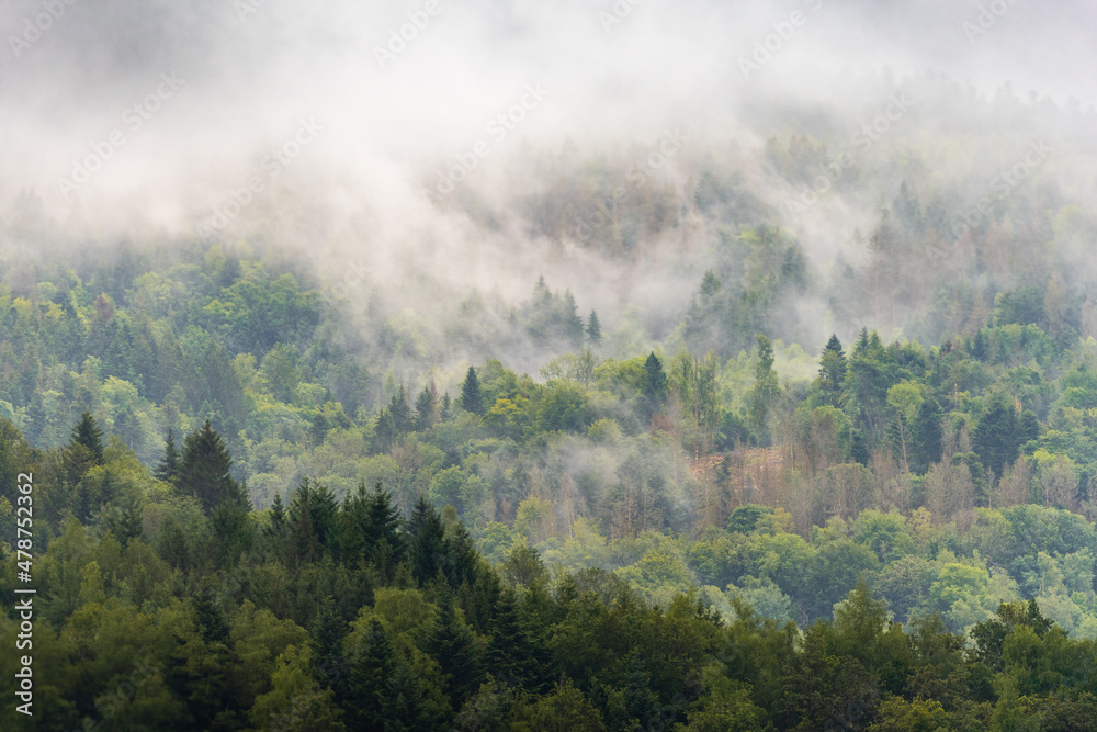 Montée de la brume sur le massif forestier vosgien, France