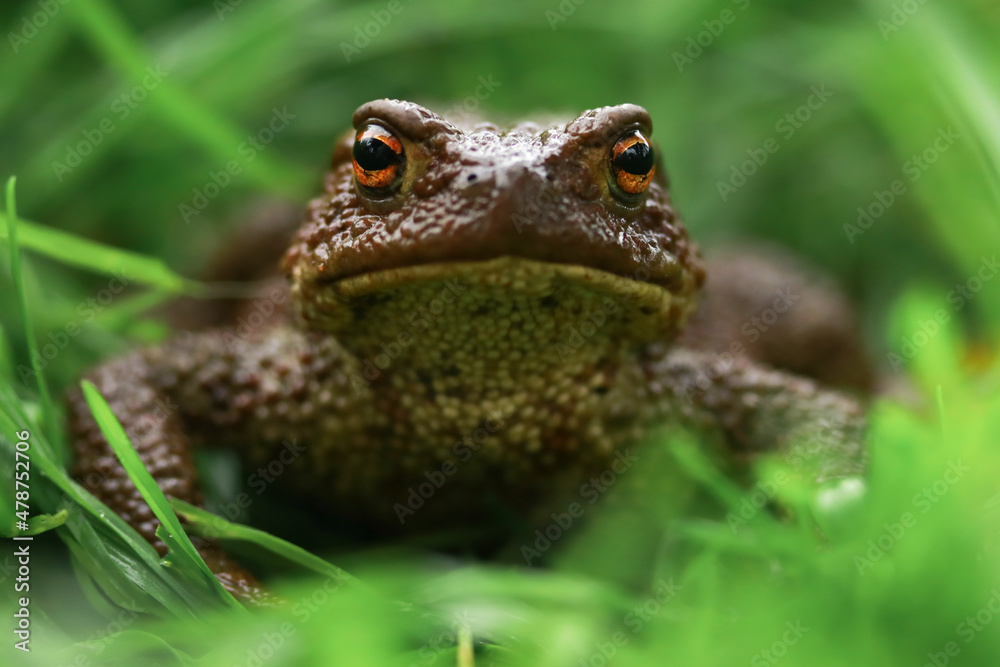 Earthen brown toad in green grass in rainy weather close up partial focus Earthen brown toad in green grass in rainy weather close up partial focus