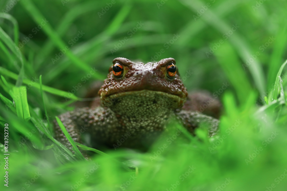 Earthen brown toad in green grass in rainy weather close up partial focus Earthen brown toad in green grass in rainy weather close up partial focus