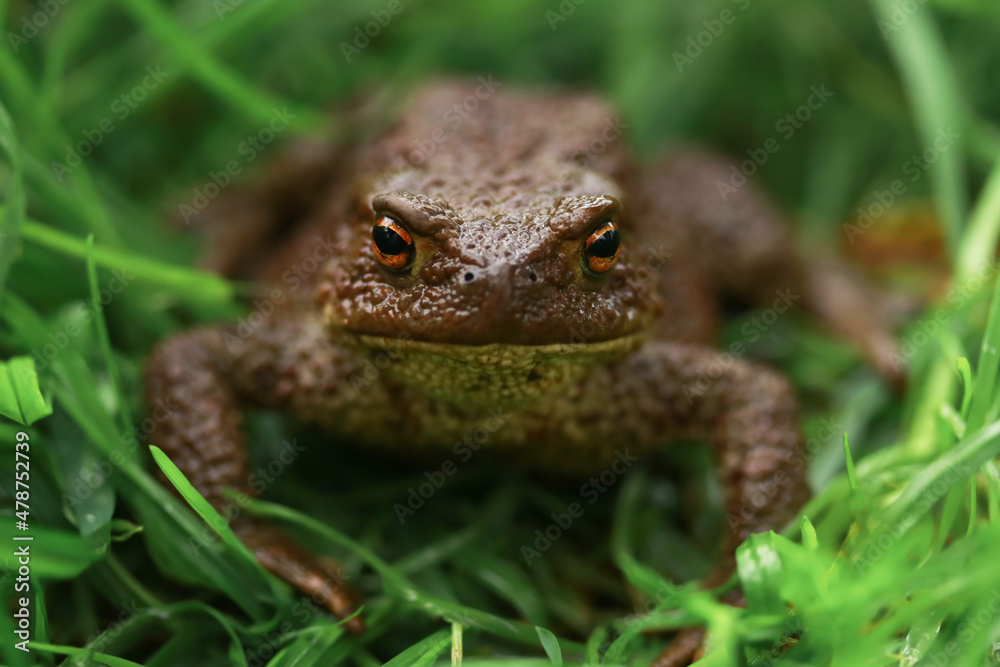 Earthen brown toad in green grass in rainy weather close up partial focus Earthen brown toad in green grass in rainy weather close up partial focus