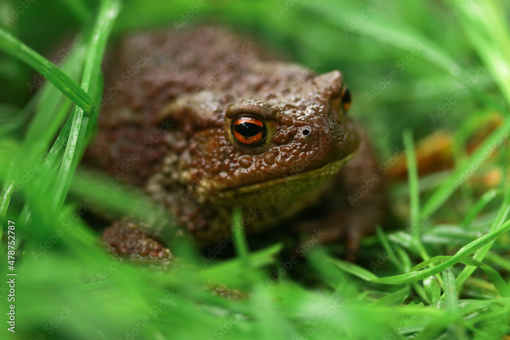 Earthen brown toad in green grass in rainy weather close up partial focus Earthen brown toad in green grass in rainy weather close up partial focus