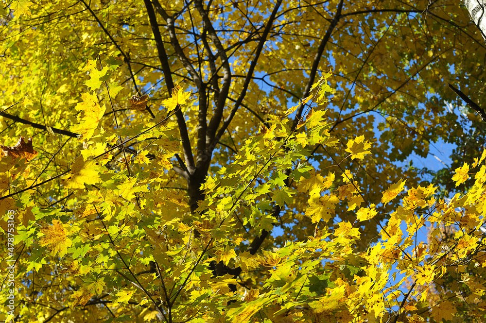 yellow maple leaves in the park in October - background of autumn leaves yellow maple leaves in the park in October - background of autumn leaves