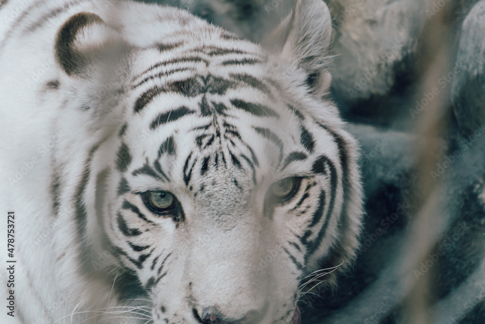Naklejka premium ホワイトタイガー 動物園