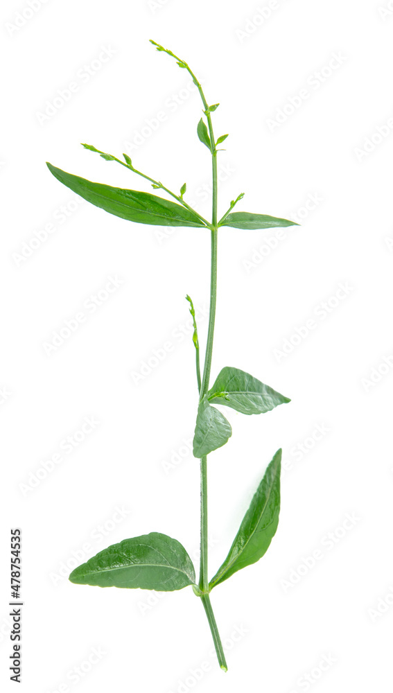 Andrographis paniculata leaf isolated on white background Andrographis paniculata leaf isolated on white background