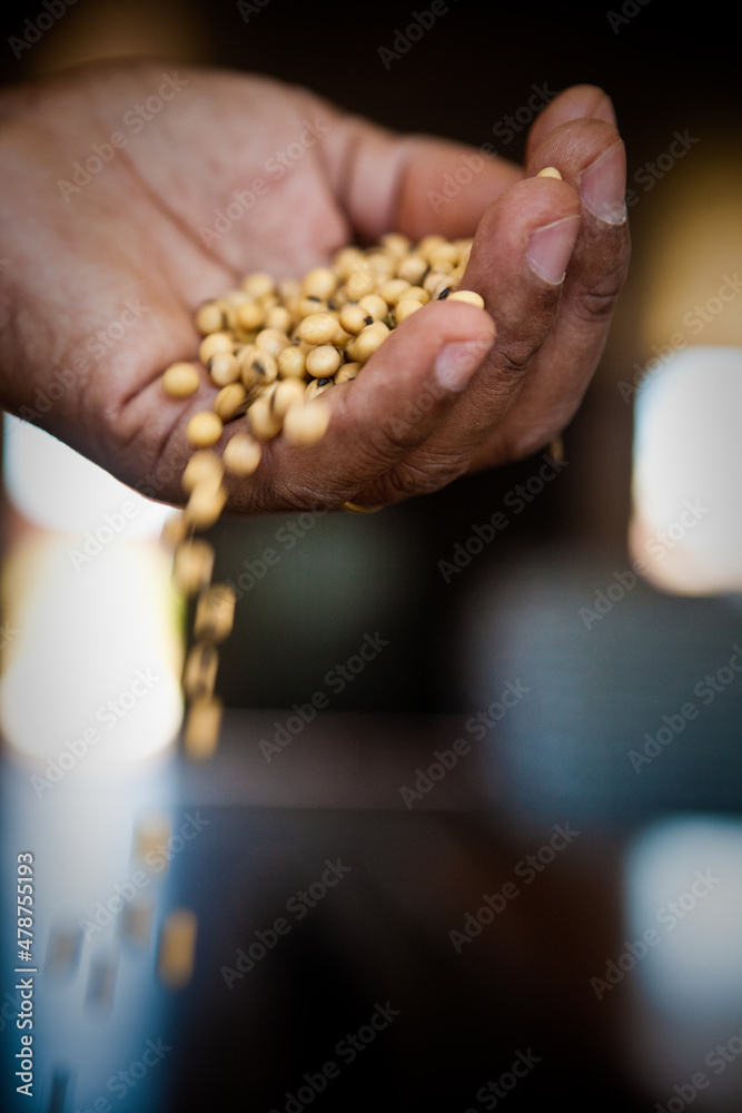 Obraz premium Soybean field ripening at a large farm in the countryside. Agricultural landscape. Soy plantation.