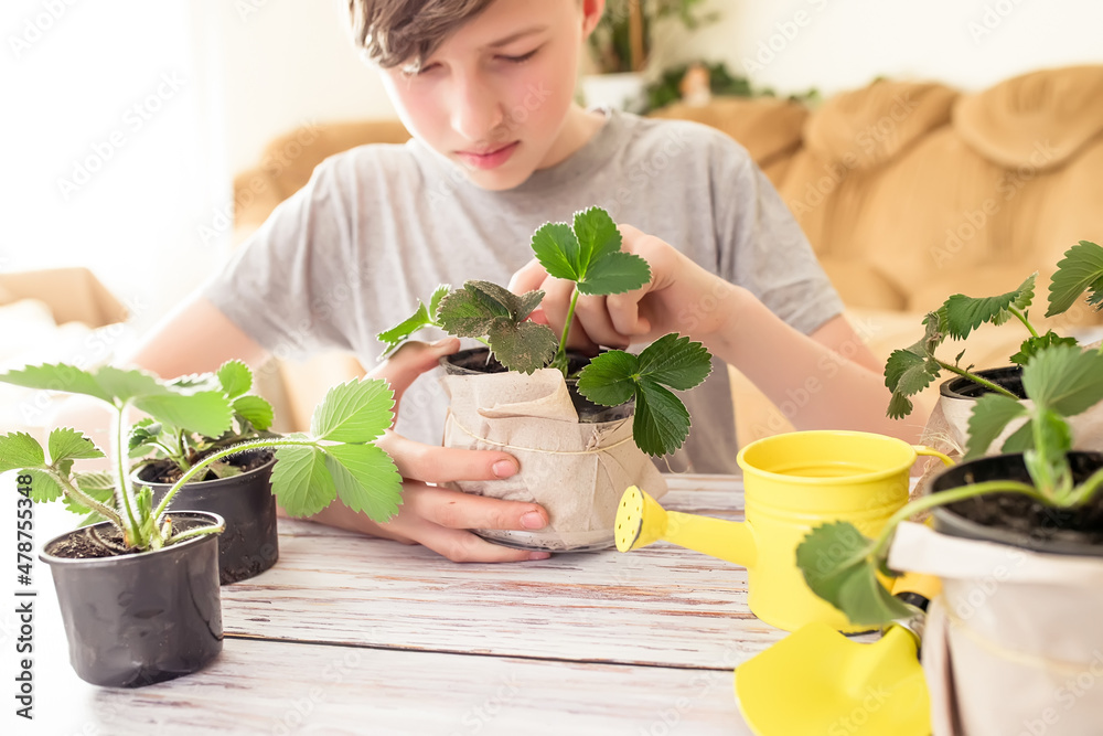 Boy transplants young strawberry bushes from transport pots into the soil. Hobby of a teenager. Strawberry plant in countryside. fruit berries grown in greenhouses. Boy transplants young strawberry bushes from transport pots into the soil. Hobby of a teenager. Strawberry plant in countryside. fruit berries grown in greenhouses.