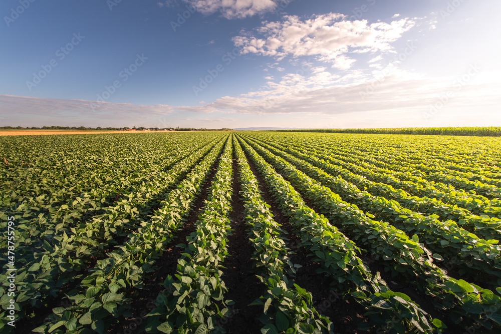 Open soybean field at sunset.