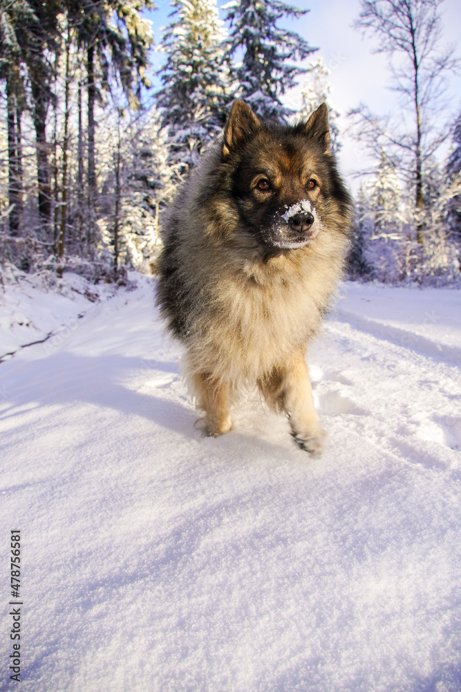 Hund Wolfsspitz im Winter Wald im Schnee Hund Wolfsspitz im Winter Wald im Schnee
