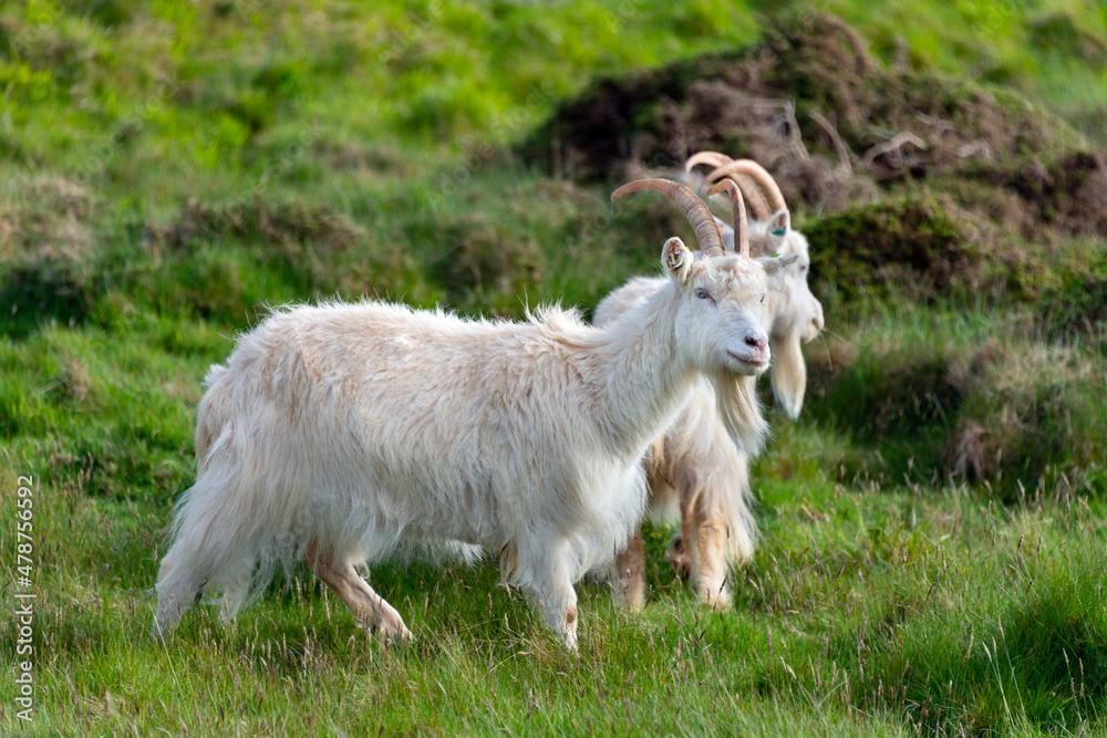 Fototapeta premium llandudno kashmir white goats, great orme, wales