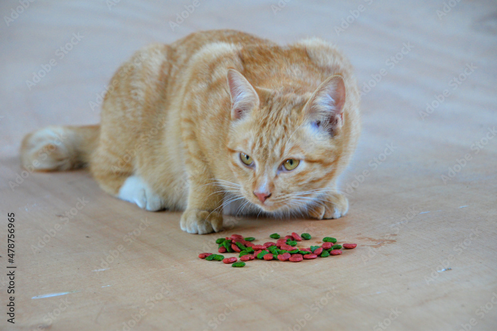 Naklejka premium Cat looking at camera. Cute domestic animal.