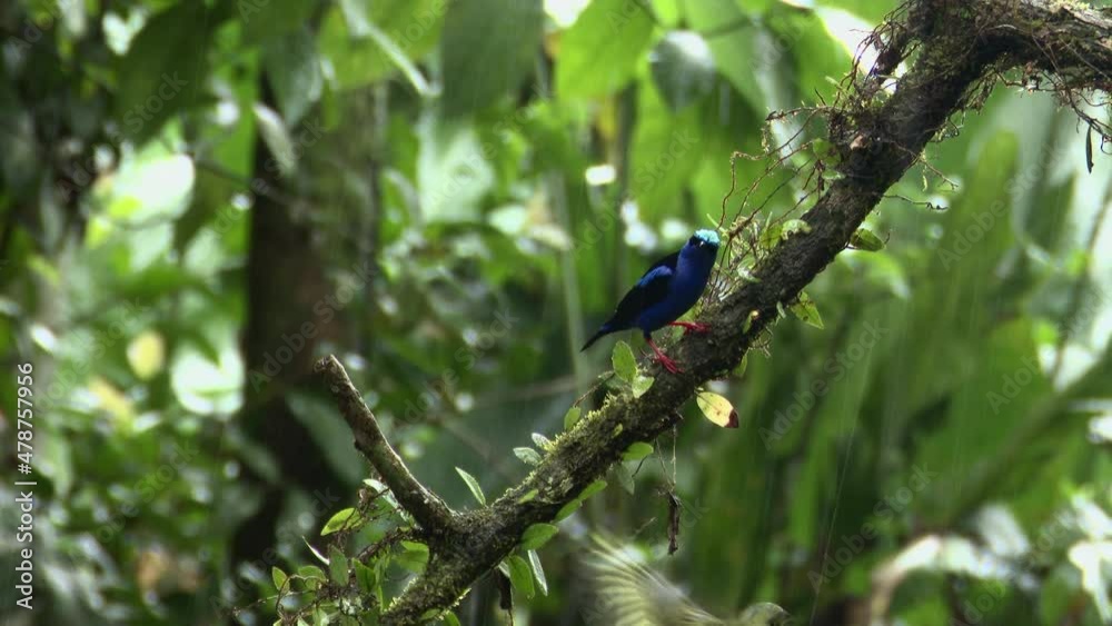 Red-legged honeycreeper (Cyanerpes cyaneus) male and female on branch while raining heavily. Red-legged honeycreeper (Cyanerpes cyaneus) male and female on branch while raining heavily.