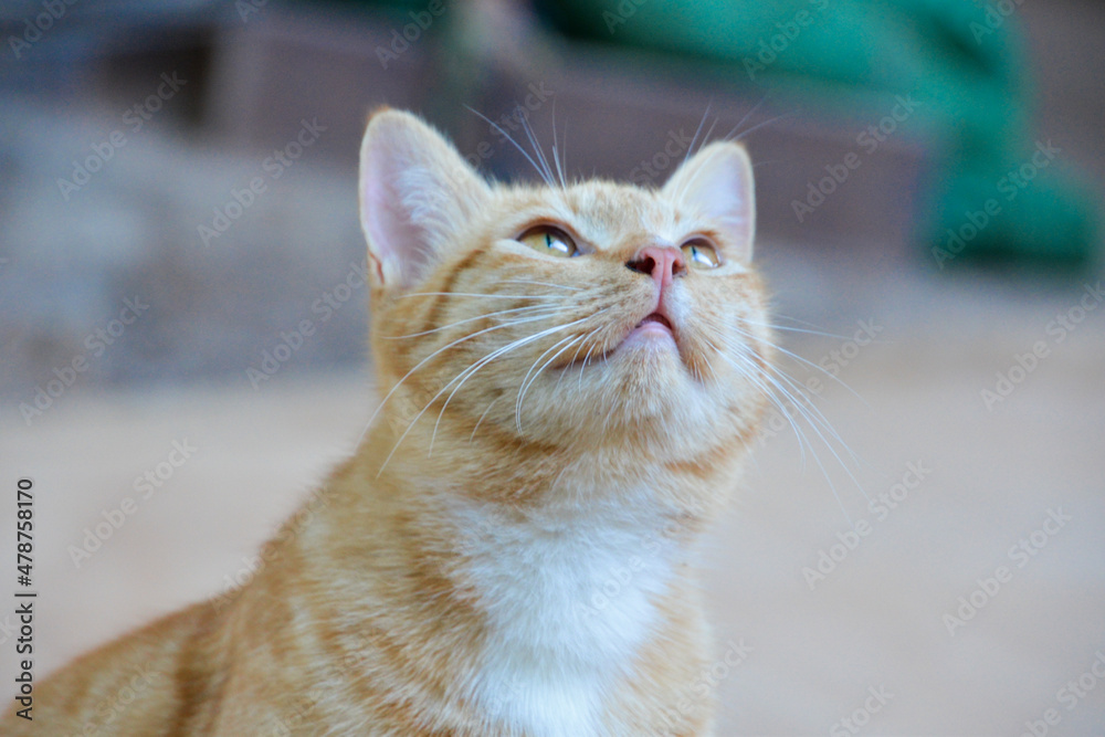 cat looking at camera. Cute domestic animal. cat looking at camera. Cute domestic animal.