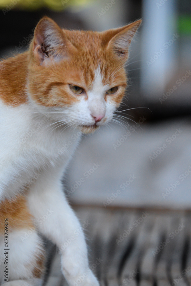 cat looking at camera. Cute domestic animal.