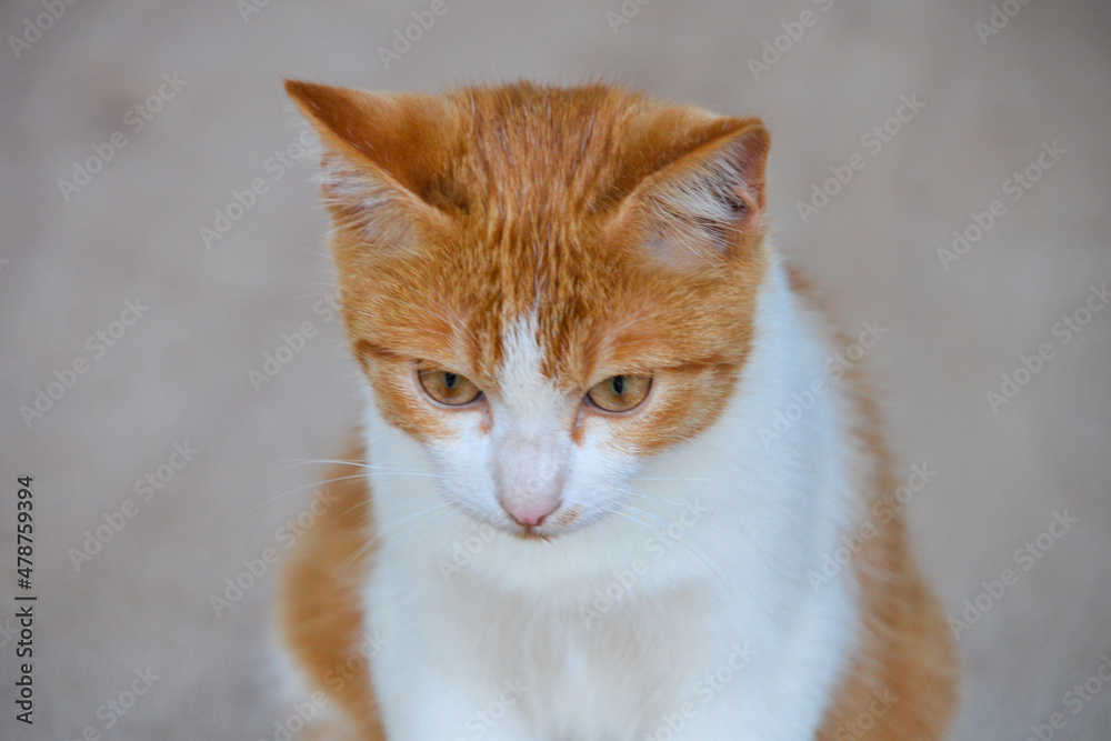 cat looking at camera. Cute domestic animal. cat looking at camera. Cute domestic animal.