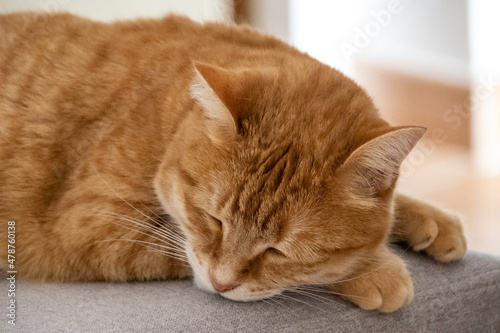 cute red cat on sofa © ALF photo
