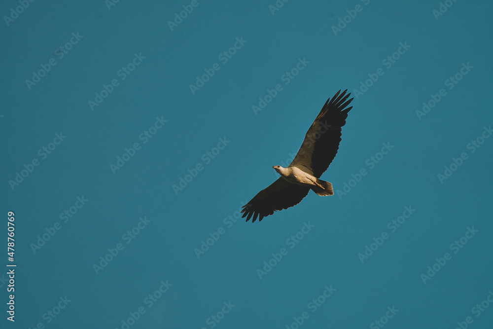 Obraz premium Eagle