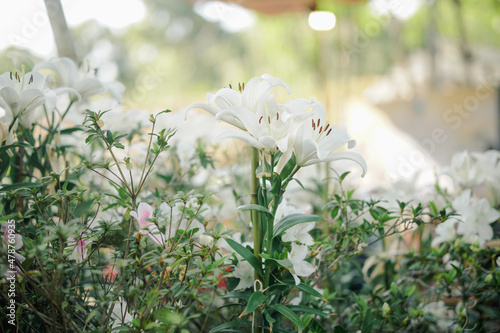 white lily flower blooming in garden