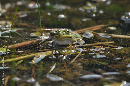 Green frog mating in the wetlands. Spring and reproduction of amphibians.