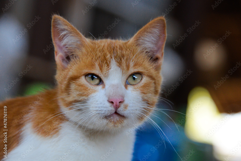 cat looking at camera. Cute domestic animal.