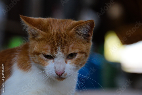 cat looking at camera. Cute domestic animal. © Likhit Wongphen