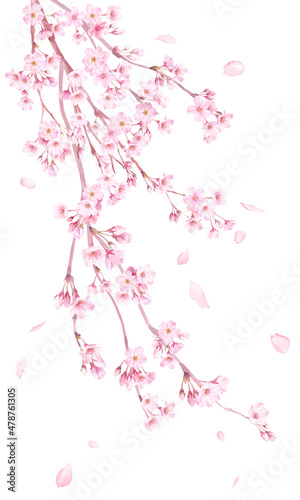 春の花：枝垂れ桜の花と散る花びらの水彩イラスト。
