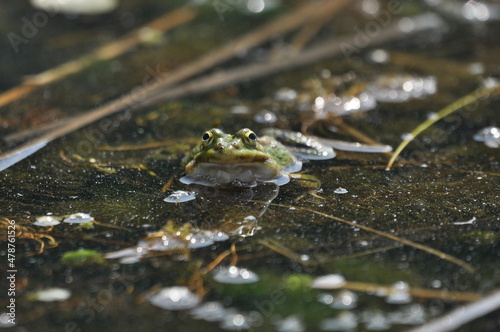 Green frog mating in the wetlands. Spring and reproduction of amphibians.