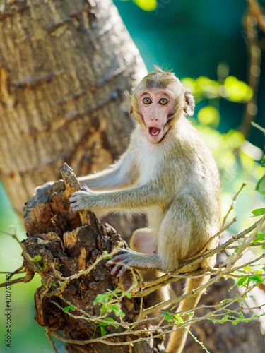 Photography A baby monkey sits alone in a tree in the tropical forest.
